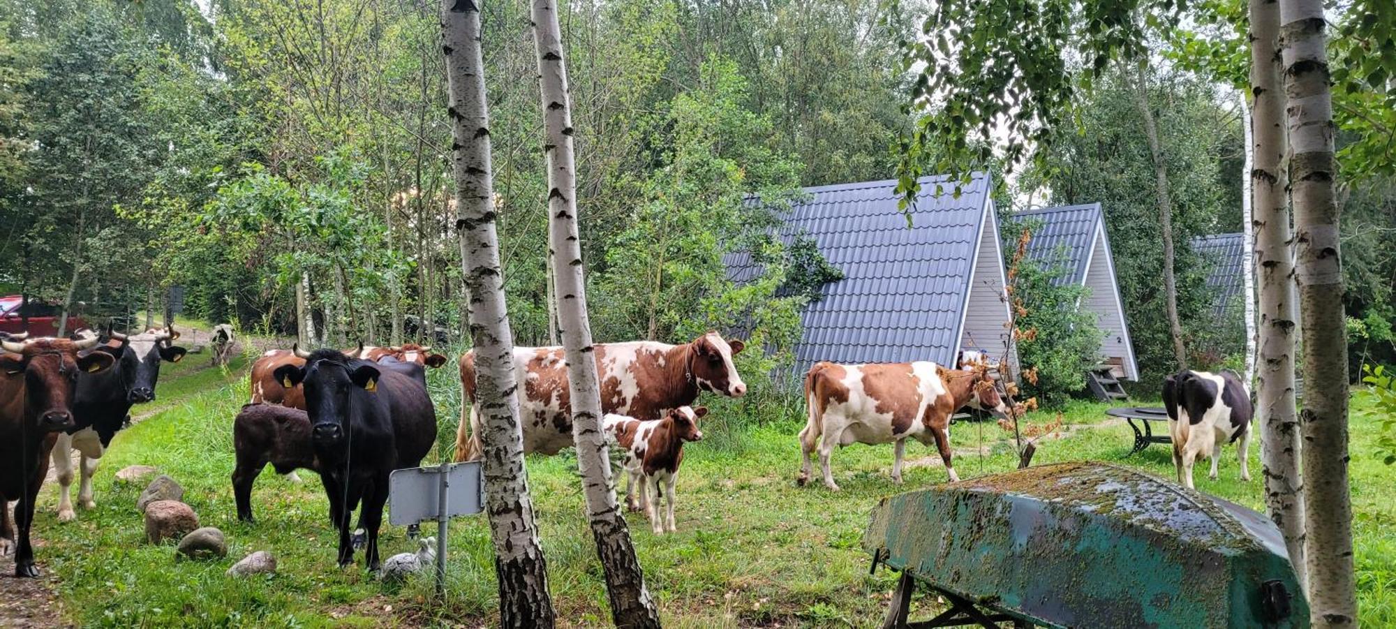 Vigio Brasta Camping Elektrenai Exteriör bild